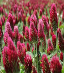 Ďatelina inkarnát - Trifolium incarnatum - semená ďateliny - 150 ks