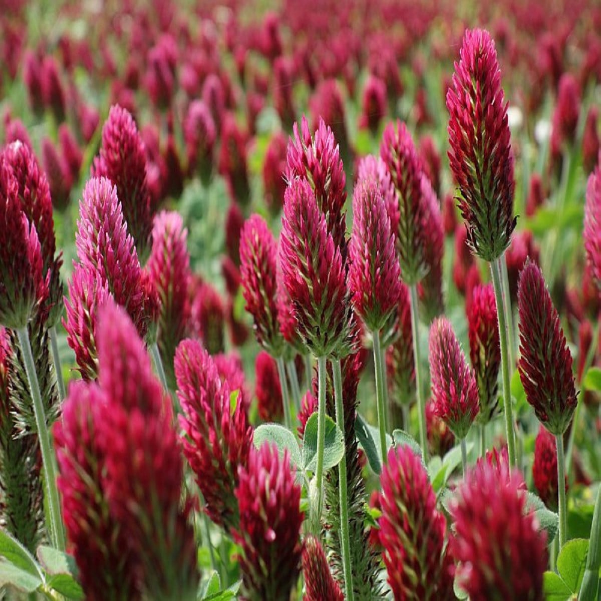 Ďatelina inkarnát - Trifolium incarnatum - semená ďateliny - 150 ks