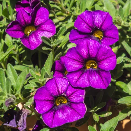 Minipetúnia Kabloom Blue F1 - Milion bells - Calibrachoa hybrida - semená - 7 ks