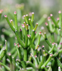 Veľkonočný kaktus - Rhipsalis - semená kaktusu - 5 ks