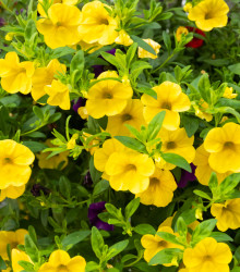 Minipetúnia Kabloom  Yellow F1 - Million Bells - Calibrachoa hybrida - semená - 7 ks