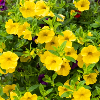 Minipetúnia Kabloom  Yellow F1 - Million Bells - Calibrachoa hybrida - semená - 7 ks