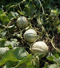 Melón cukrový Stellio F1 - Cucumis melo - semená melónu - 6 ks