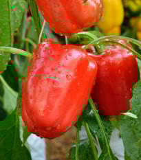 Paprika Bendigo F1 - Capsicum annuum - semena papriky - 5 ks