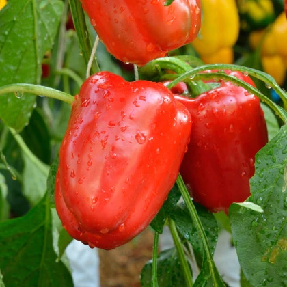 Paprika Bendigo F1 - Capsicum annuum - semena papriky - 5 ks
