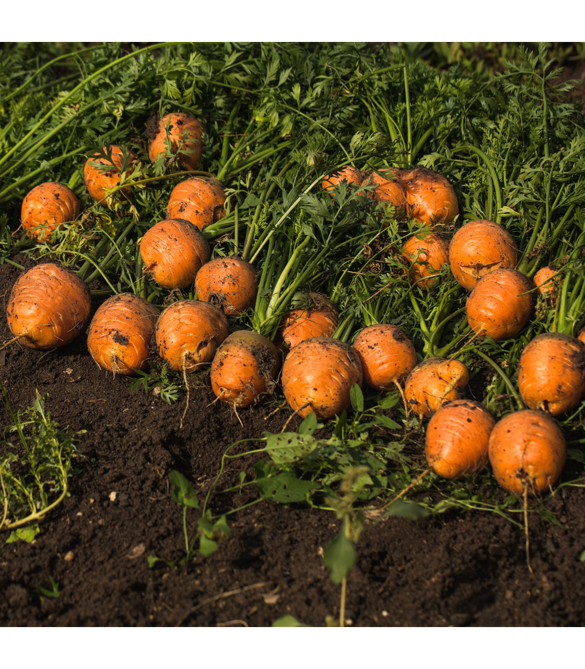 Mrkva Pariser Markt - guľatá na rýchlenie - Daucus carota - semená - 900 ks