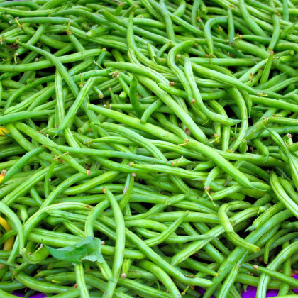 Fazuľa popínavá Neckarkönigin - Phaseolus vulgaris - semená fazule - 30 ks