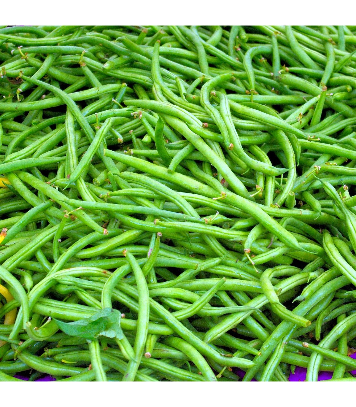 Fazuľa popínavá Neckarkönigin - Phaseolus vulgaris - semená fazule - 30 ks