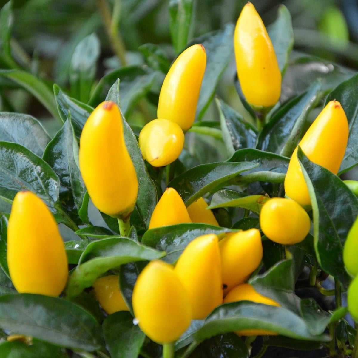 Chilli Kordara - Capsicum baccatum - semená - 30 ks