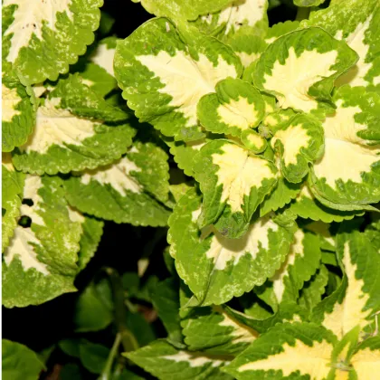Africká pŕhľava Wizard Jade - Coleus blumei - semená africkej pŕhľavy  - 30 ks