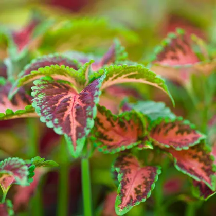 Africká pŕhľava Wizard Coral Sunrise - Coleus blumei - semená africkej pŕhľavy - 30 ks