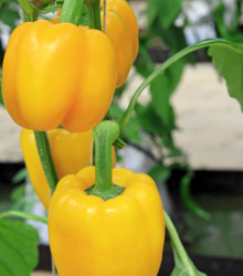 Paprika žltá Baby Bell - Capsicum annuum - semená - 10 ks