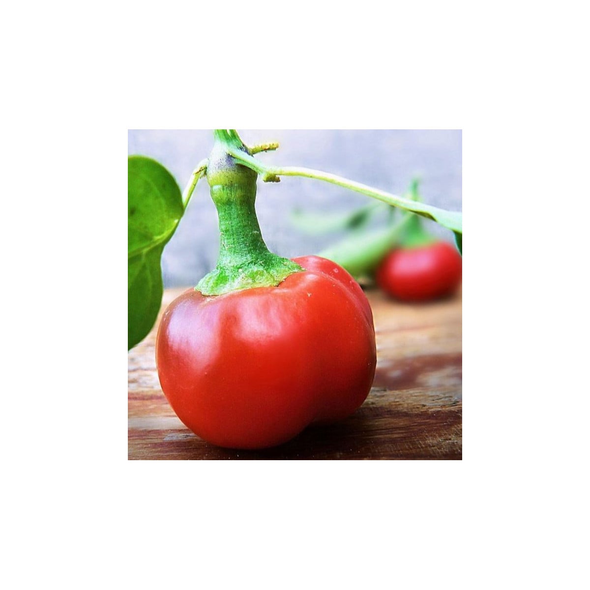 Chilli Large Red Cherry Hot - Capsicum annuum - semená chilli - 7 ks