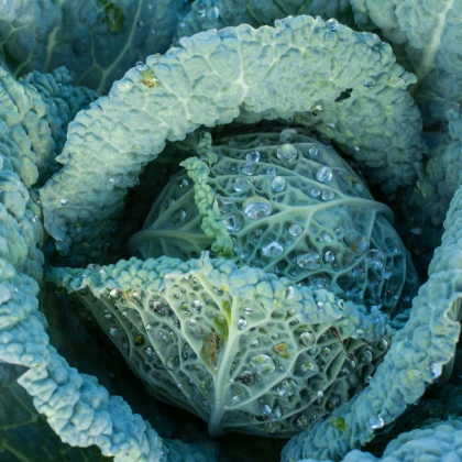 Kel hlávkový neskorý langedijský - Brassica oleracea L. - semená kelu - 160 ks