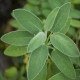 Šalvia lekárska - Salvia officinalis - semená šalvie - 20 ks