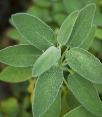 Šalvia lekárska - Salvia officinalis - semená šalvie - 20 ks