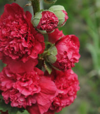 Topoľovka Chaters Scarlet - Alcea rosea - semená topoľovky - 30 ks