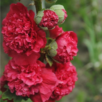 Topoľovka Chaters Scarlet  - Alcea rosea - semená topoľovky - 12 ks
