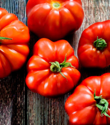 BIO paradajka Marmande - Lycopersicon esculentum - rajčiak - bio semená rajčiaka - 15 ks