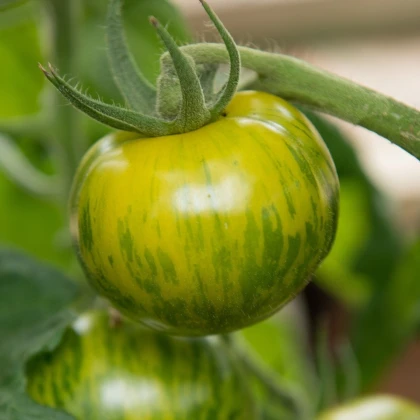 BIO Paradajka Zelená zebra - Solanum lycopersicum - bio semená paradajky - 6 ks