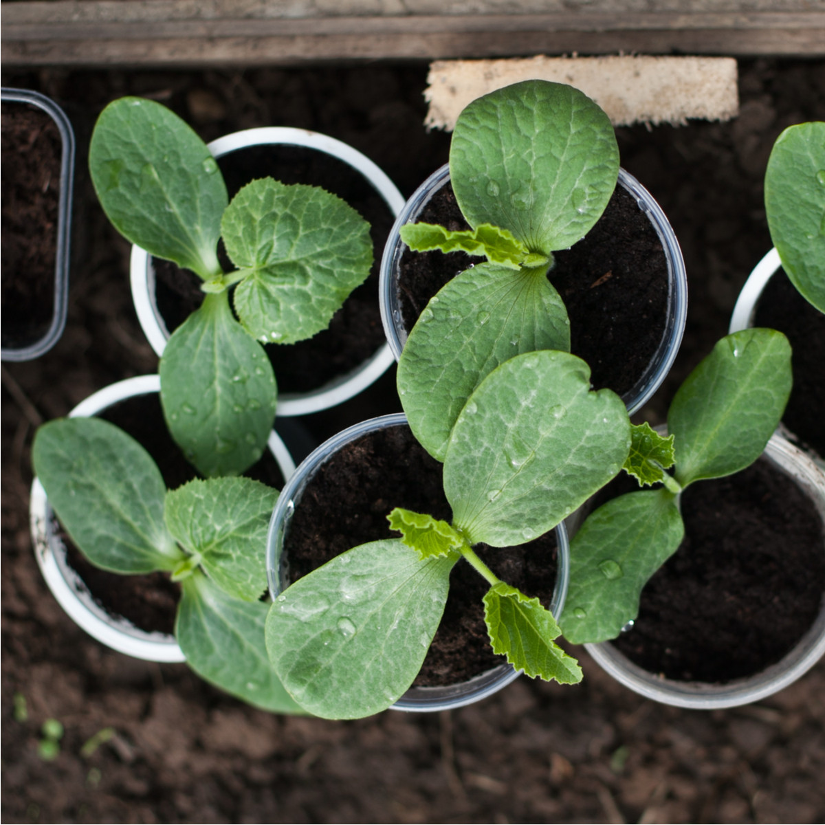 Tekvica na vrúbľovanie Routpower F1 - Cucurbita maxima x moschata - semená tekvice - 10 ks