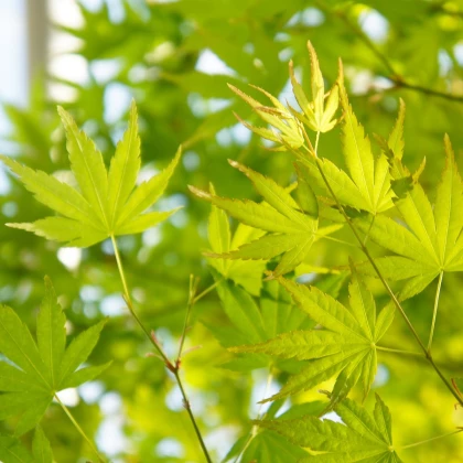 Javor japonský zelený - Acer palmatum - semená javora - 5 ks