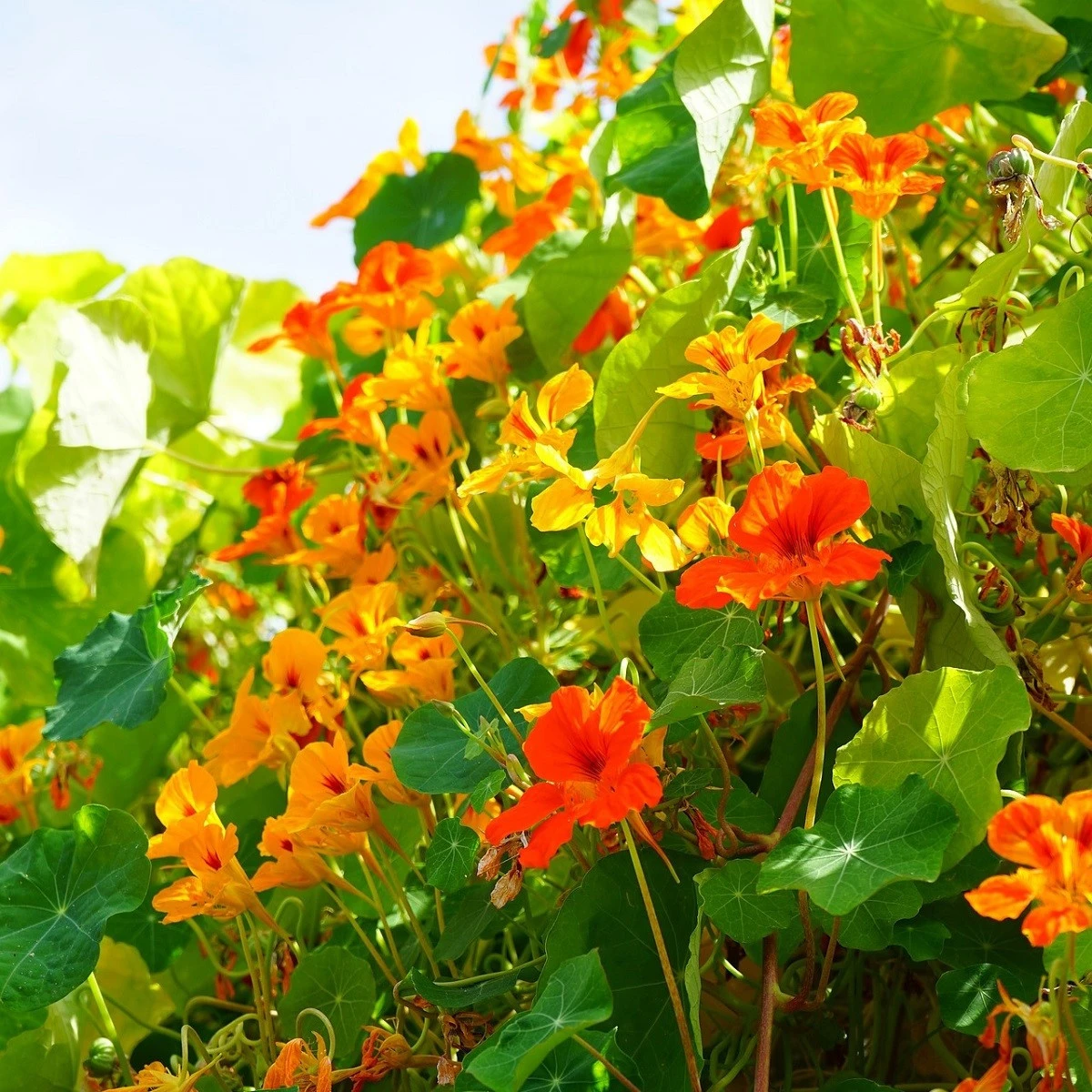 Kapucínka väčšia Out of Africa - Tropaeolum majus - semená kapucínky - 15 ks