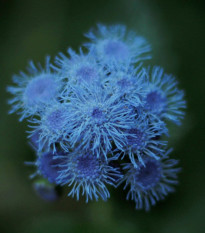 Agerát mexický F1 - Ageratum houstonianum - semená - 0,5 g