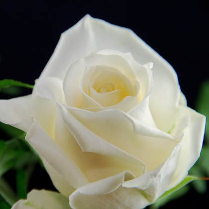 Ruža veľkokvetá popínavá biela - Rosa - sadenice ruží - 1 ks