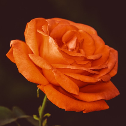 Ruža veľkokvetá popínavá oranžová - Rosa - sadenice ruží - 1 ks