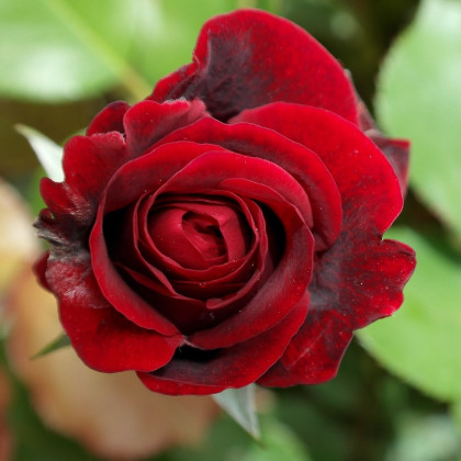Ruža veľkokvetá popínavá červená - Rosa - sadenice ruží - 1 ks