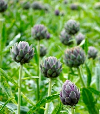 Artičoka - Cynara scolymus - voľnokorenné sadenice artičoky - 1 ks