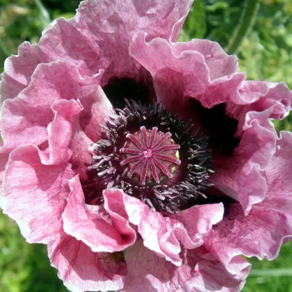 Mak Central Park - Papaver rhoeas - voľnokorenné sadenice maku - 1 ks