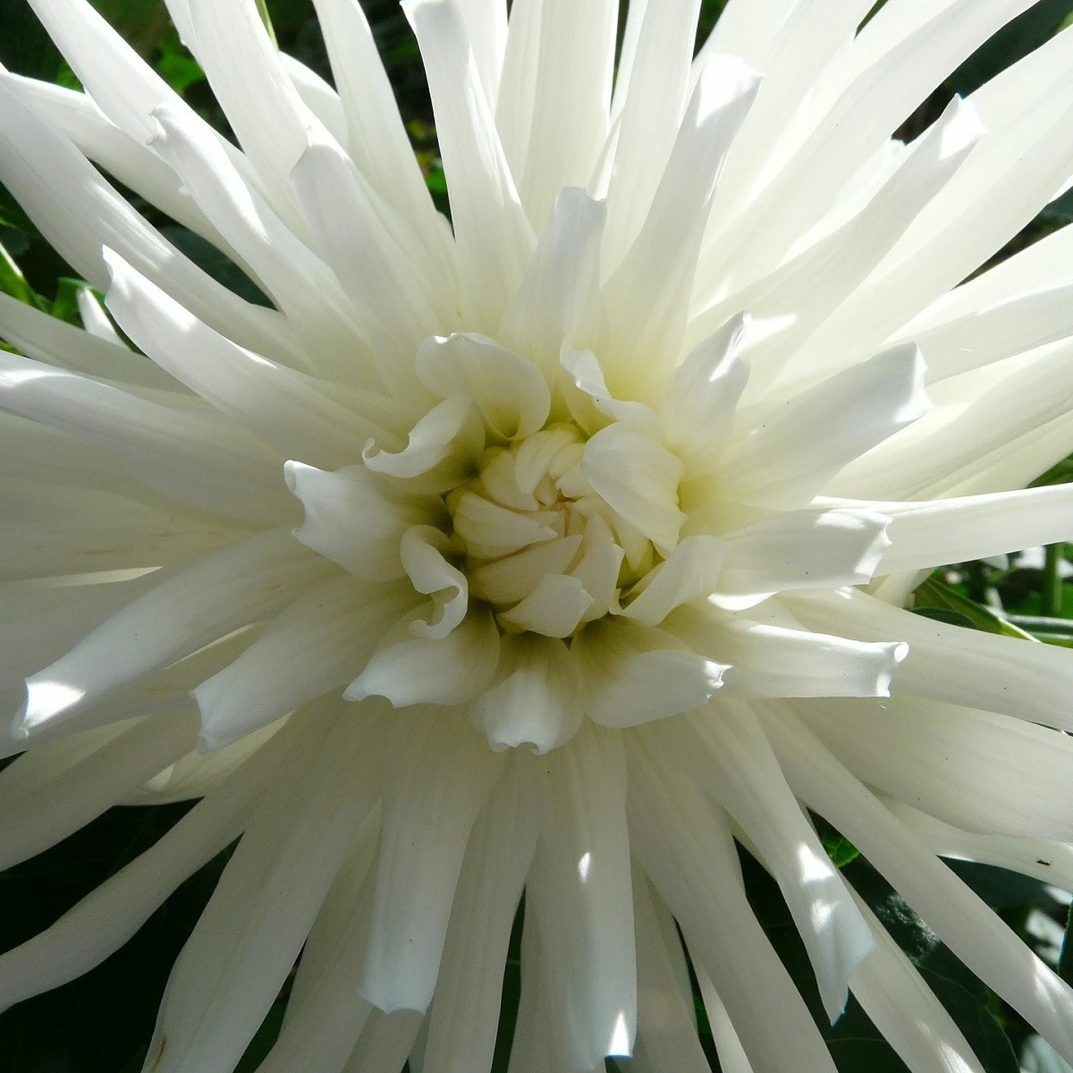 Georgína Tsuki Yori No Shisha - Dahlia - hľuzy georgín - 1 ks