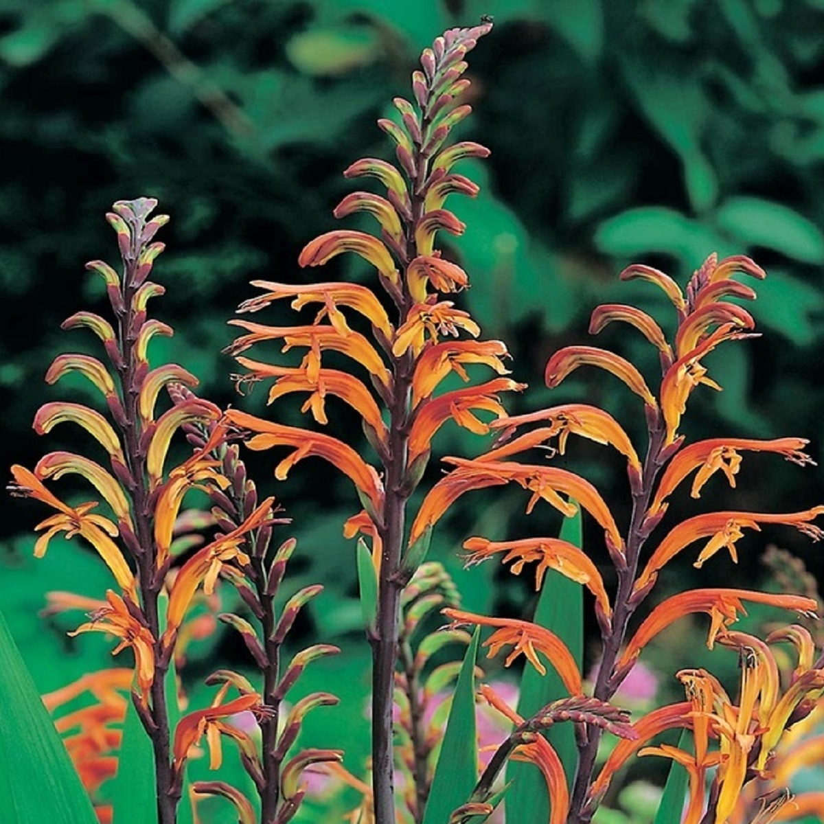 Chasmanthe - Chasmanthe saturnus - cibuľky chasmanthe - 2 ks