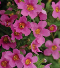 Bakopa Pinktopia - Bacopa sutera cordata - semená bakopy - 7 ks