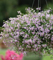 Bakopa Blutopia - Bacopa sutera cordata - semená bakopy - 7 ks