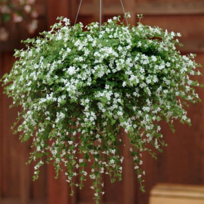 Bakopa Snowtopia - Bacopa sutera cordata - semená bakopy - 7 ks