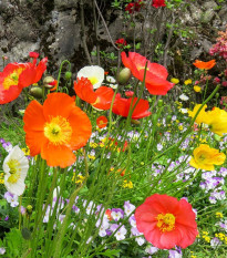 Mak holý Champagne Bubbles Classic mix - Papaver nudicaule - semená maku - 50 ks