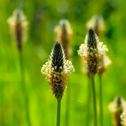 BIO skorocel Minutina - Plantago coronopus - bio semená skorocelu - 500 ks
