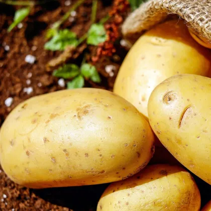 Sadbové zemiaky Carrera - Solanum tuberosum - žlté skoré - 5 kg