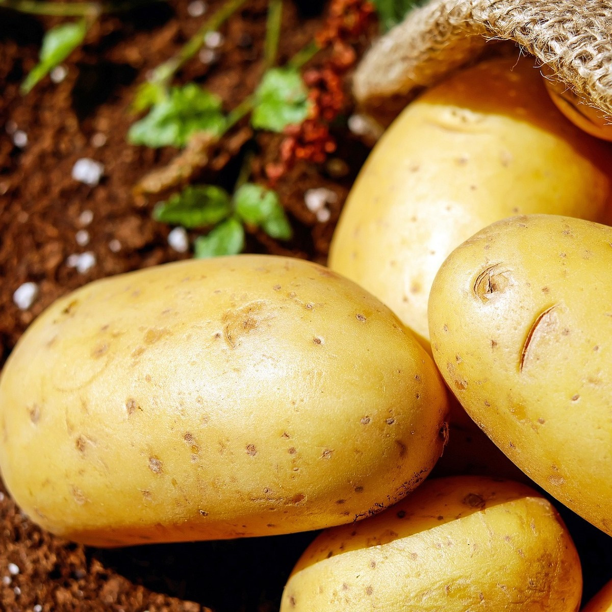 Sadbové zemiaky Carrera - Solanum tuberosum - žlté skoré - 5 kg
