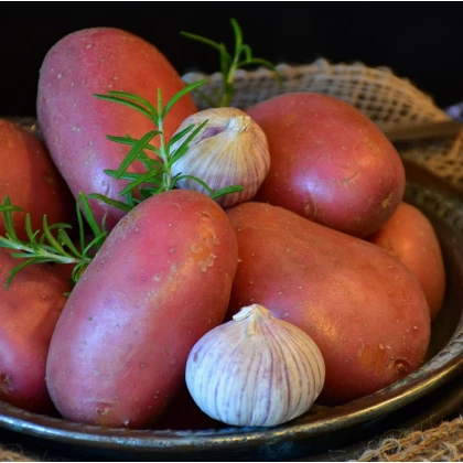 Sadbové zemiaky Rosara - Solanum tuberosum - červené skoré - 5 kg