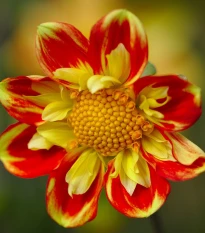 Georgína premenlivá Dandy zmes - Dahlia variabilis - predaj semien - 14 ks