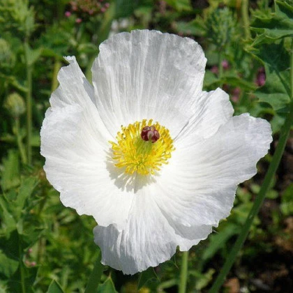 BIO argemon - mexický mak - Argemone platyceras - bio semená argemonu - 50 ks