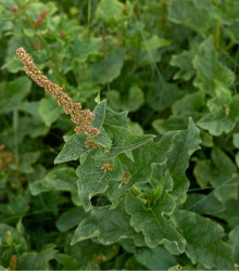 BIO mrlík všeliek - Chenopodium Henricus - bio semená mrlíka - 150 ks