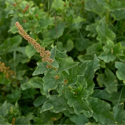 BIO mrlík všeliek - Chenopodium Henricus - bio semená mrlíka - 150 ks