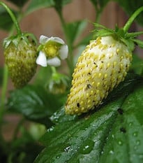Jahoda mesačná Tubby White - Fragaria vesca - semená jahôd - 15 ks