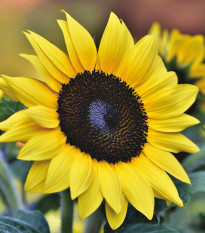 Slnečnica Sunrich Lemon - Helianthus annuus - semená slnečnice - 8 ks