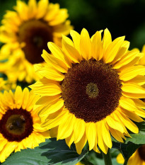 Slnečnica Big Smile – Helianthus annuus – semená slnečnice